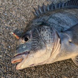 カレイ狙いでチヌ